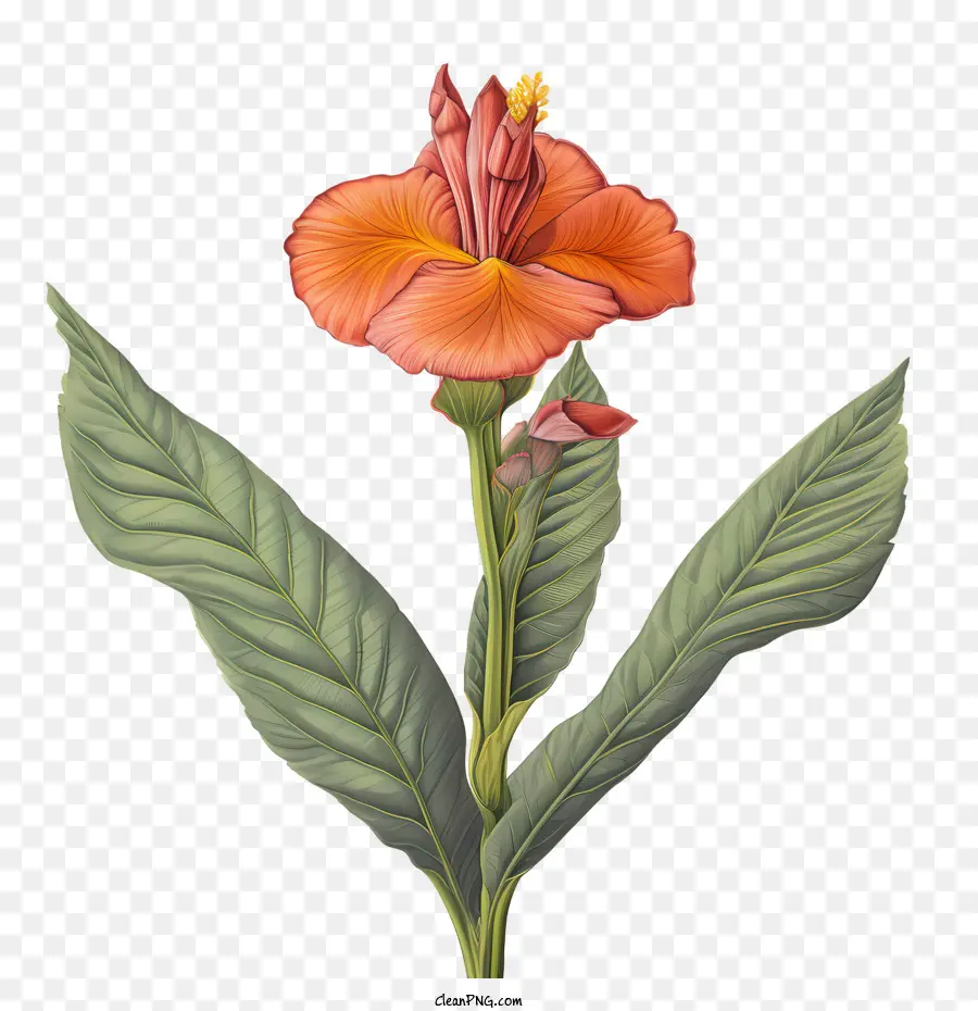 Canna Indica，Flor De Naranja PNG