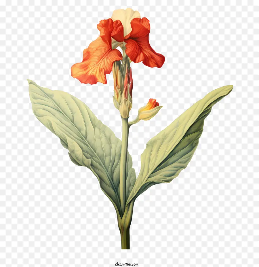 Canna Indica，Flor De Naranja PNG