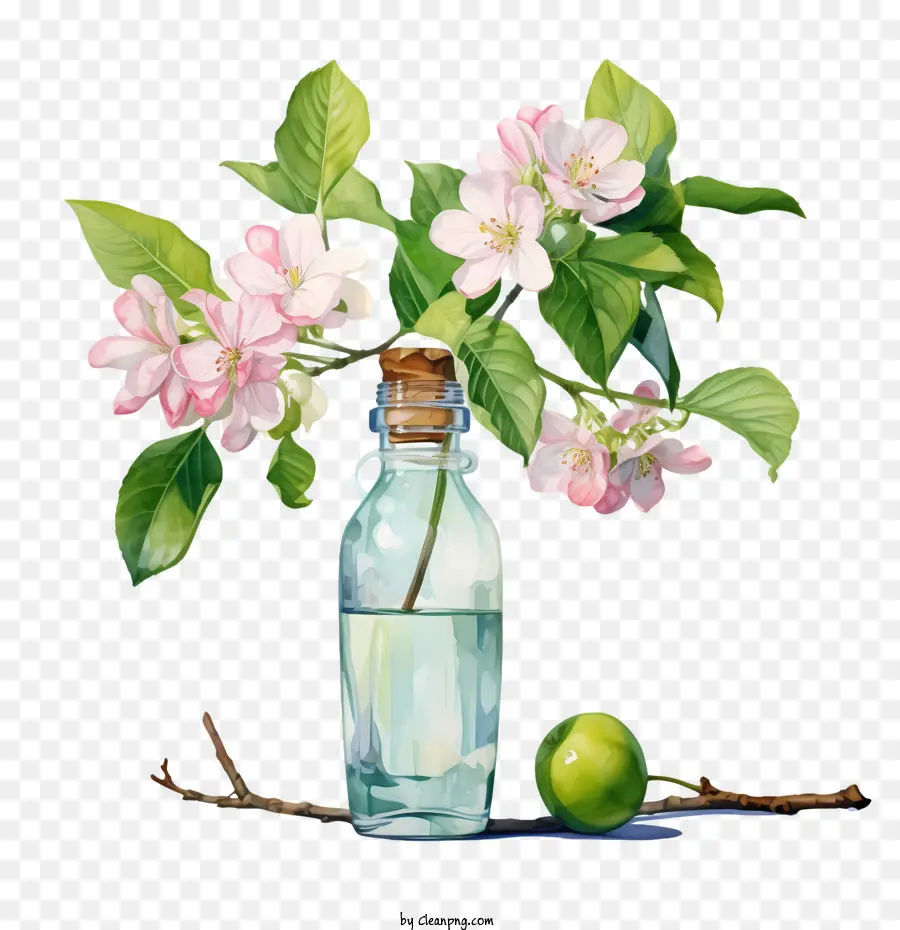 Apple Blossom，Las Flores De La Manzana PNG