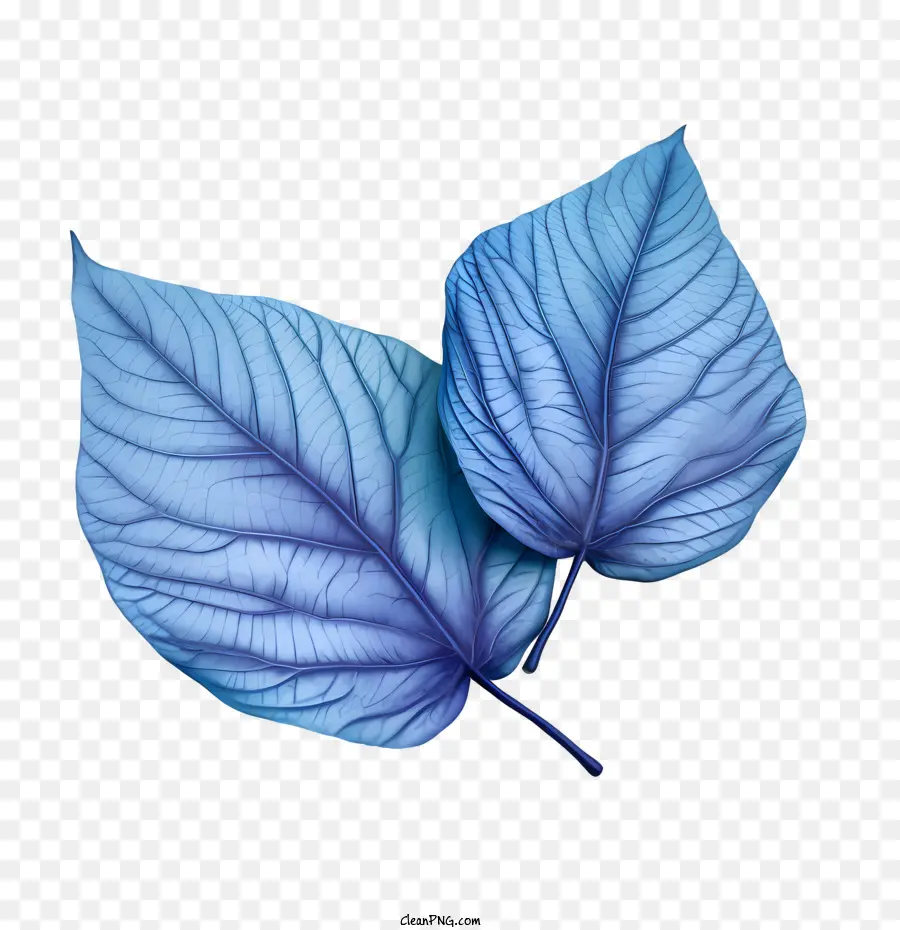 Hojas Azules，Naturaleza PNG