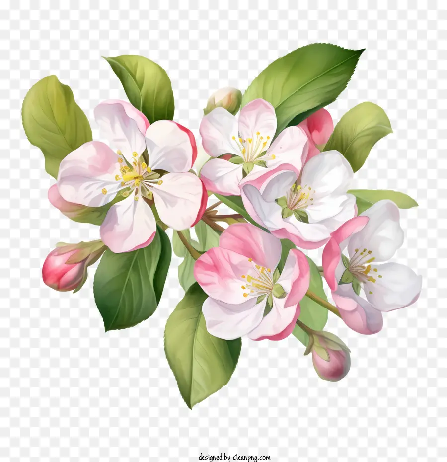 Apple Blossom，El Florecimiento PNG