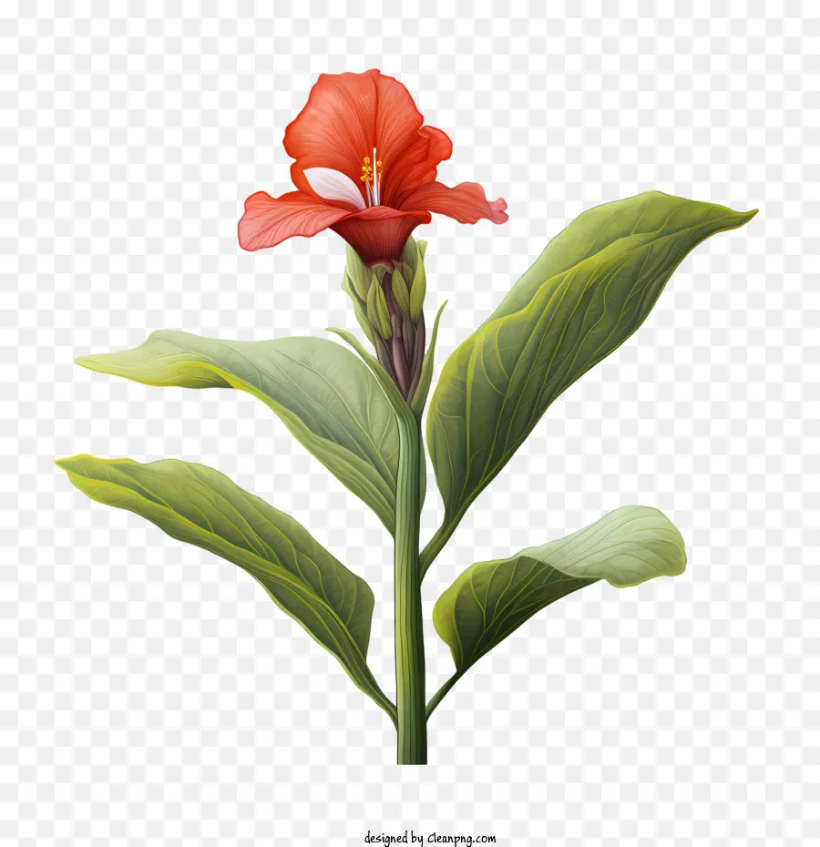 La Barra Indica，Flor Roja PNG