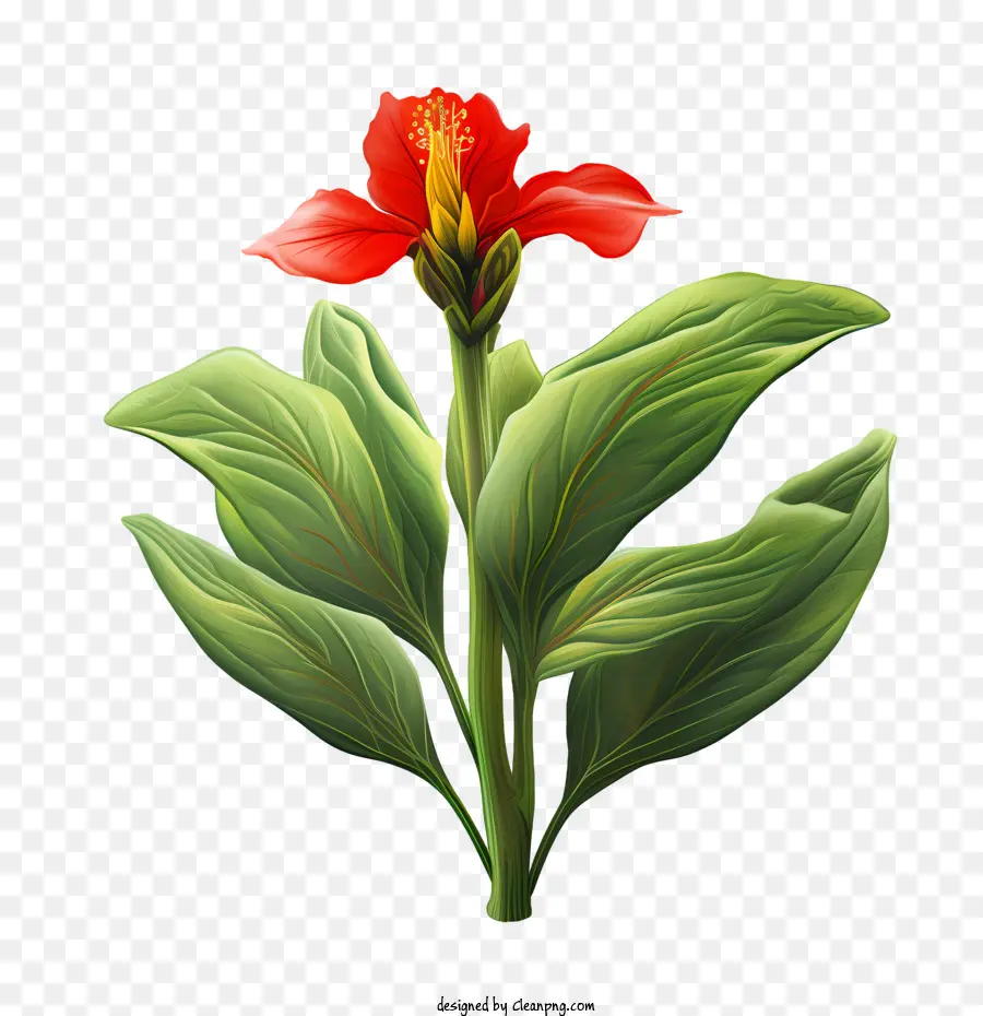 La Barra Indica，Flor Roja PNG