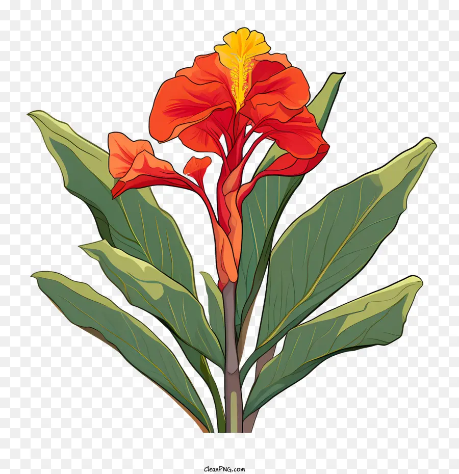 La Barra Indica，Floral PNG