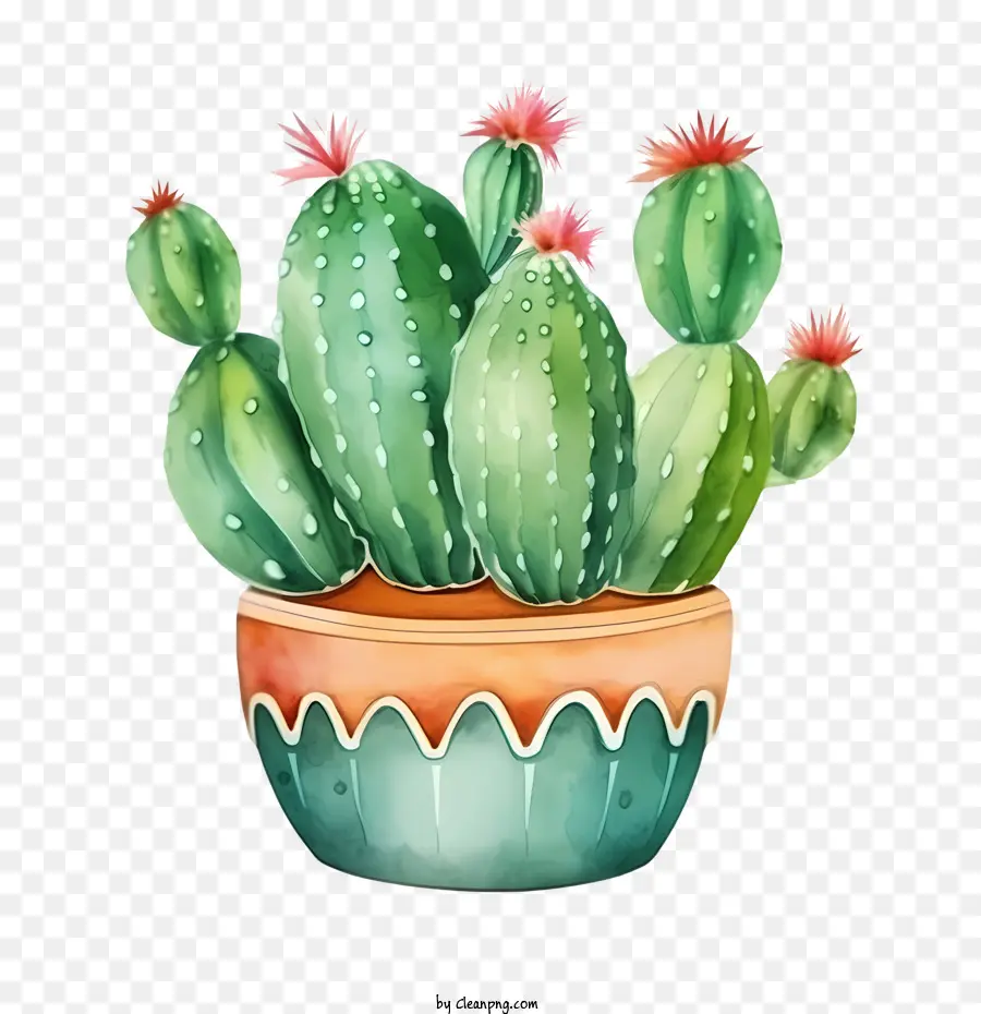 Cactus，Suculentas PNG