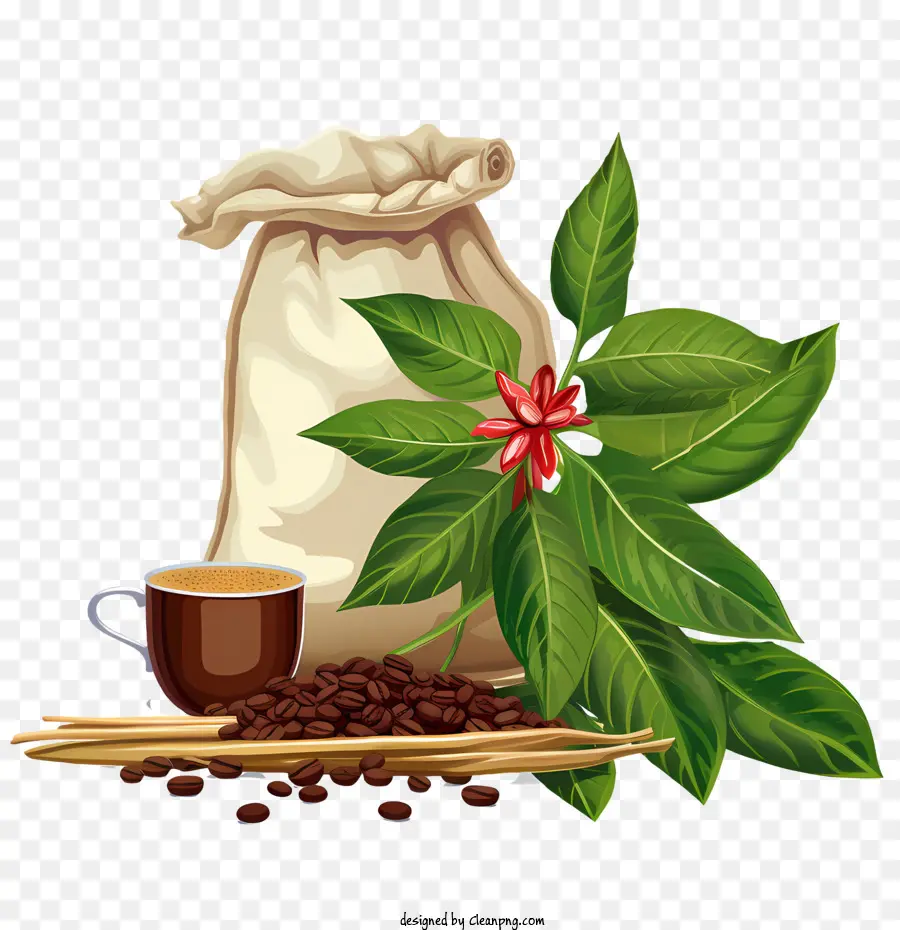 Los Granos De Café，De Frijol PNG