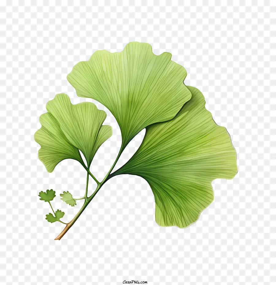 Ginkgo Biloba，Hoja PNG