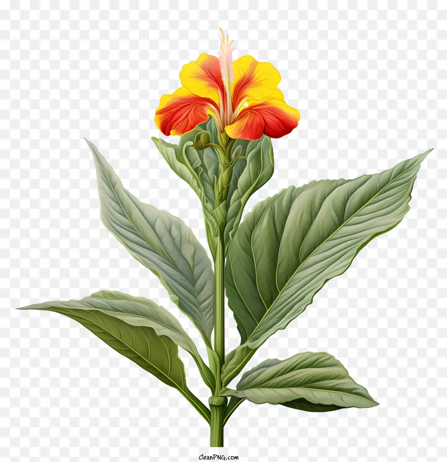 Canna Indica，Flores De Naranja PNG