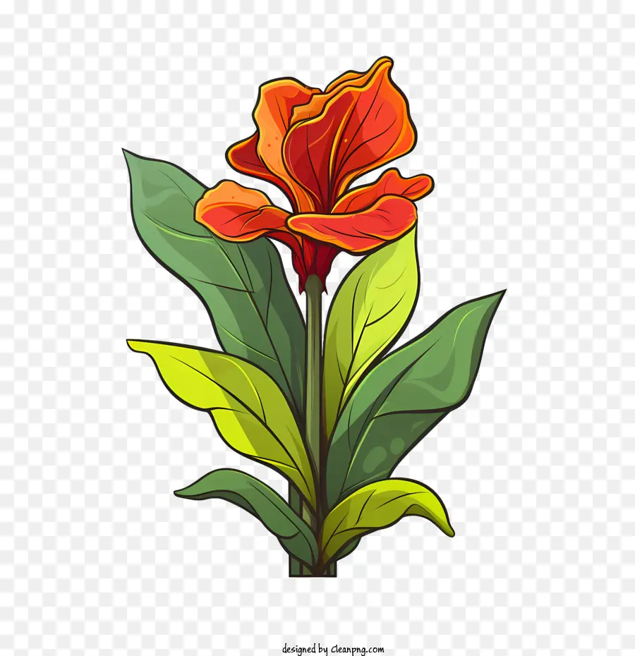 La Barra Indica，Flor Roja PNG