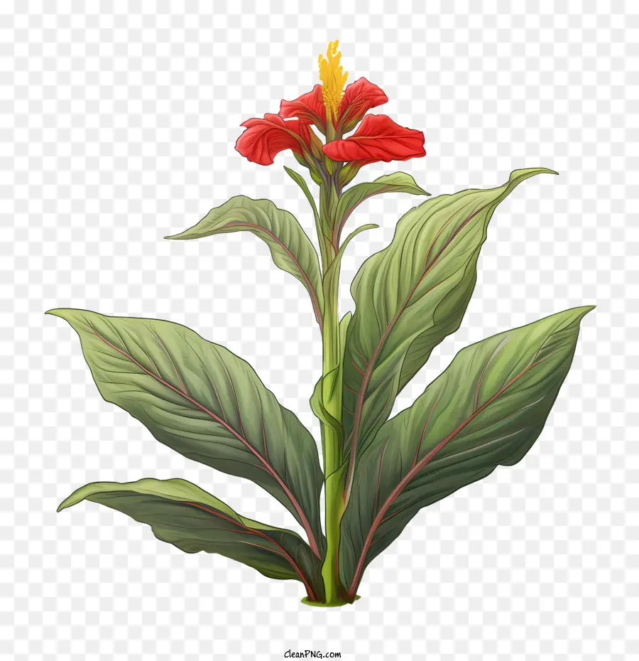 La Barra Indica，Flor Roja PNG