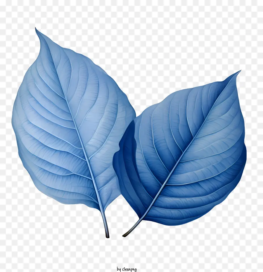 Hojas Azules，Naturaleza PNG