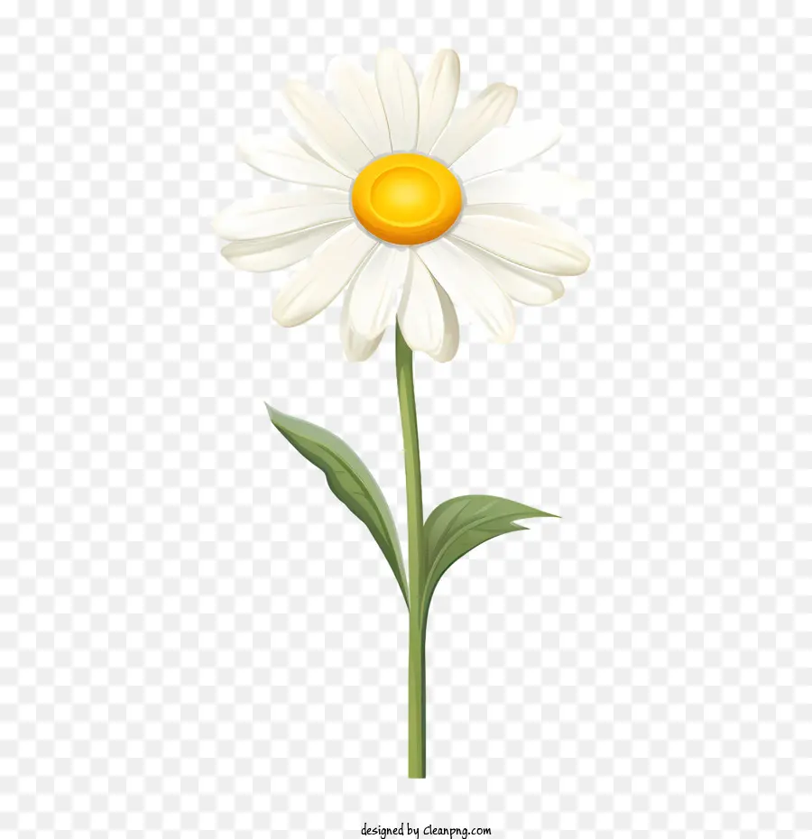 Flor De La Margarita，Flor Blanca PNG