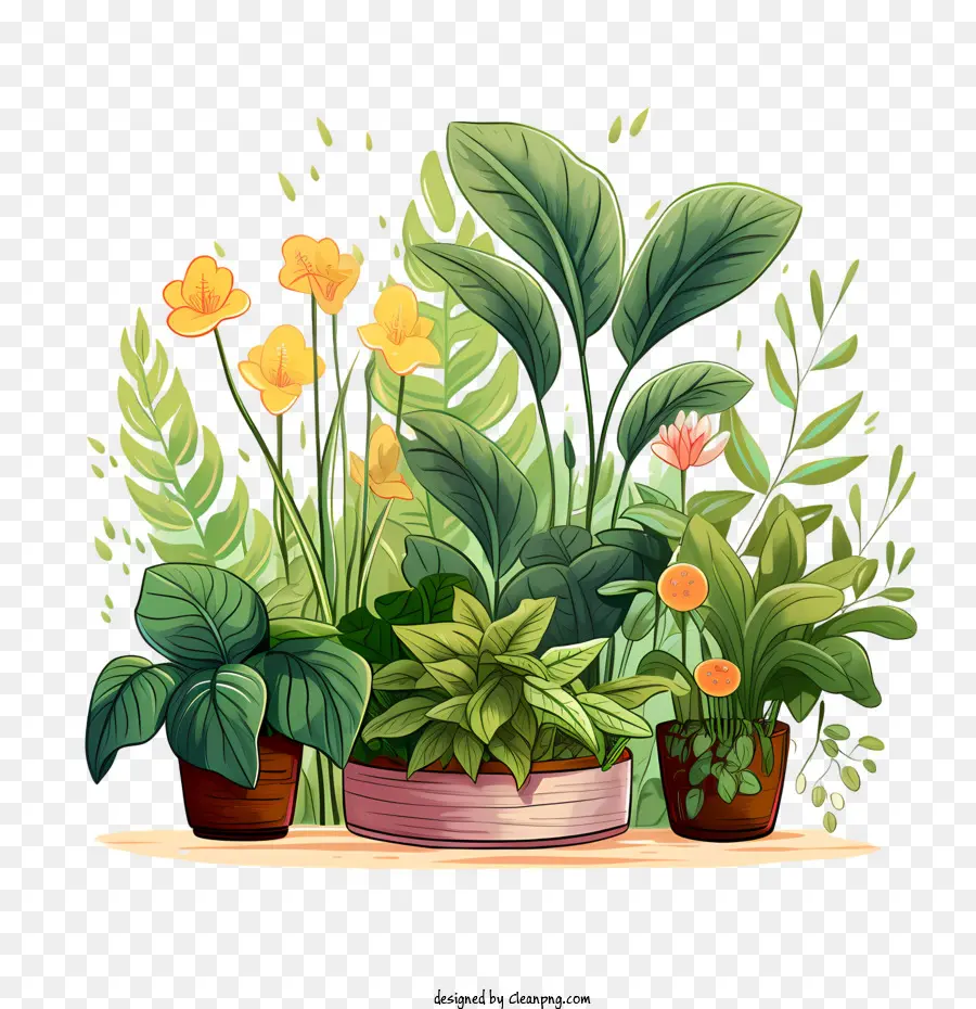 Día De Apreciación De La Planta De Interior，Las Plantas PNG