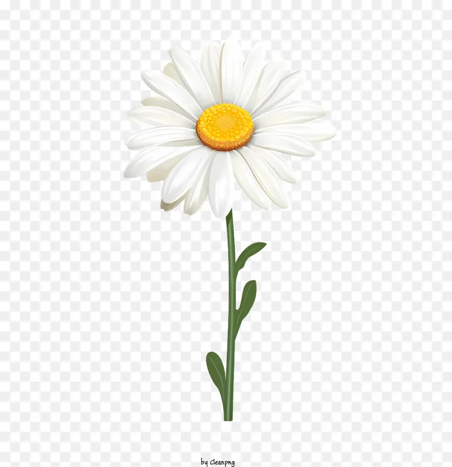 Flor De Margarita，Margarita Blanca PNG