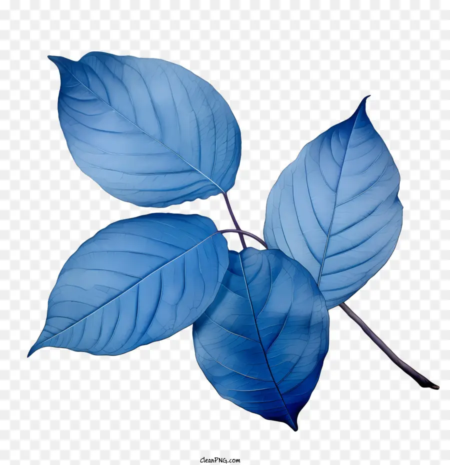 Las Hojas Azules，Hoja PNG