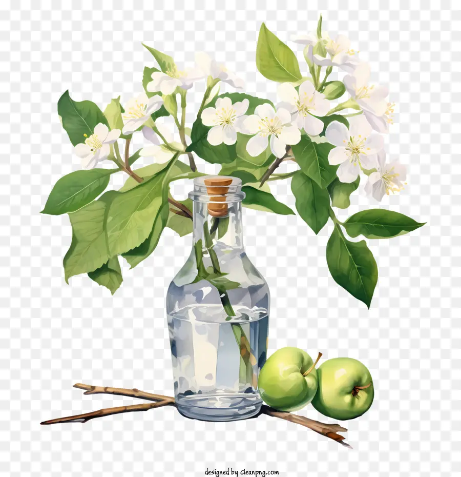 Apple Blossom，Apple PNG