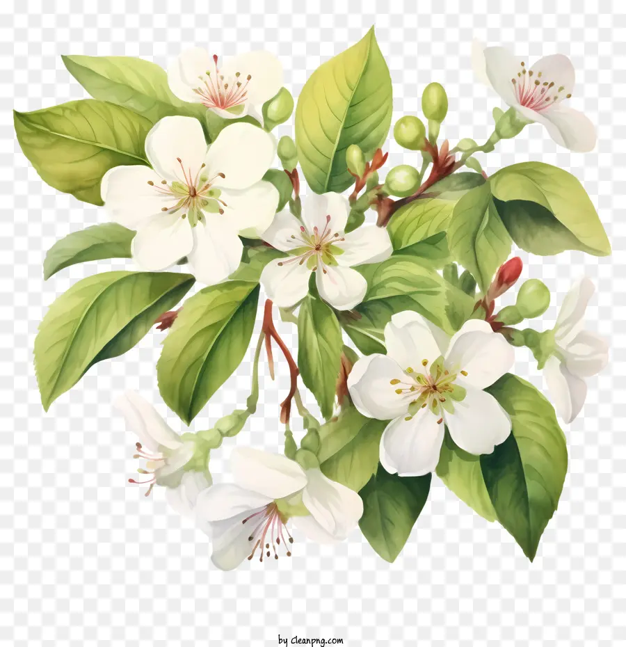 Apple Blossom，Flor PNG