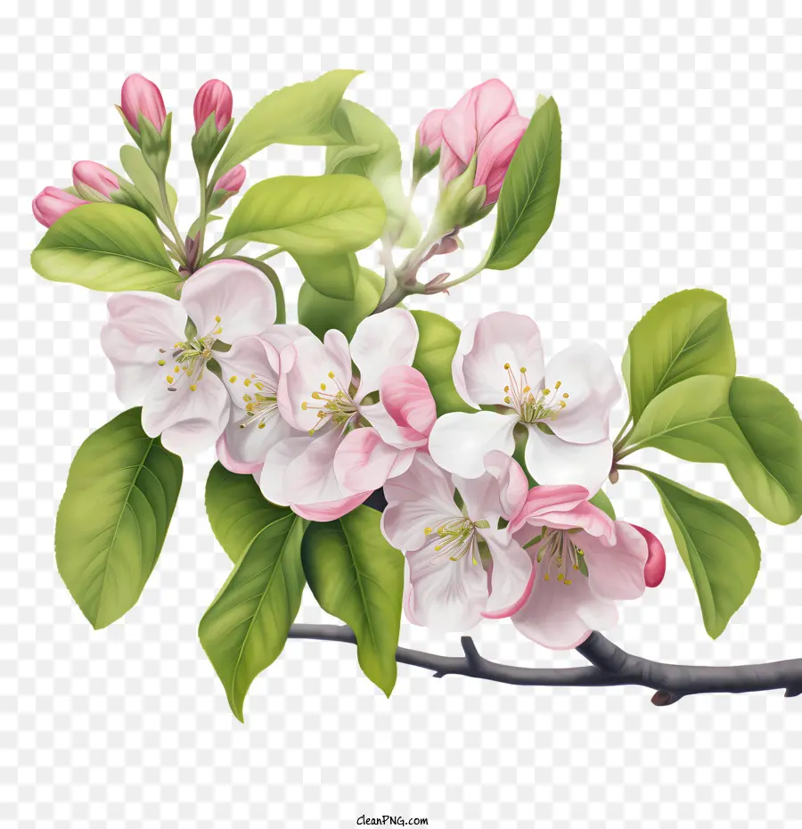 Apple Blossom，El Florecimiento PNG