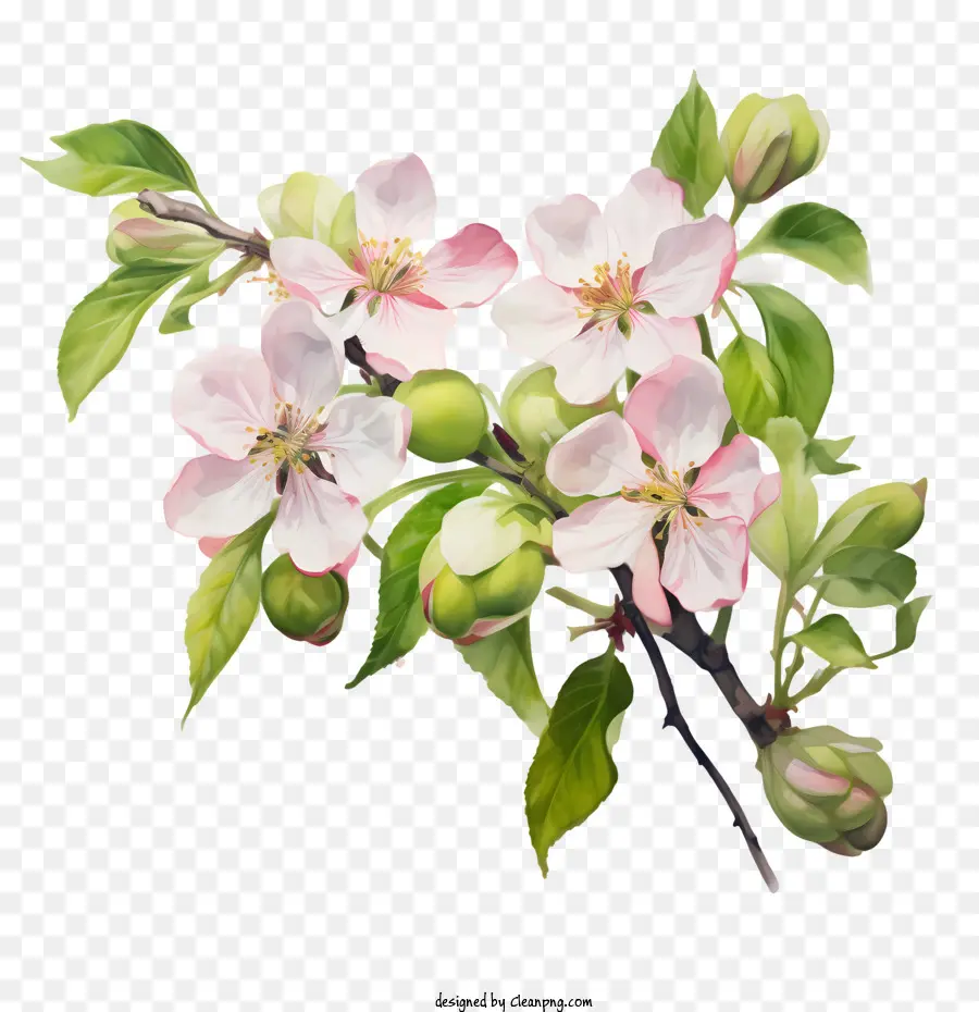 Apple Blossom，Acuarela PNG