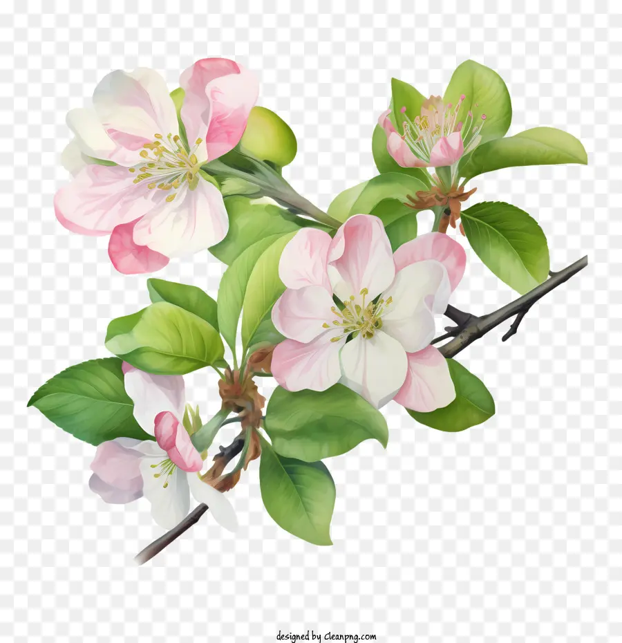 Apple Blossom，Flor Rosa PNG