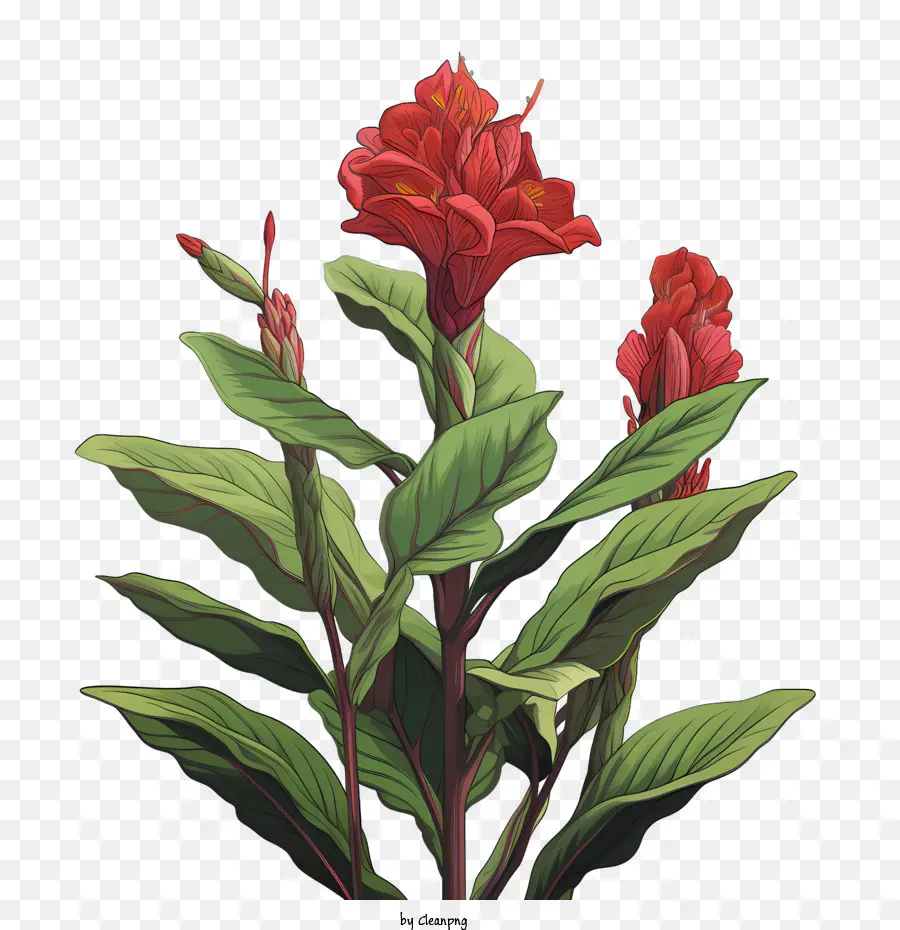 La Barra Indica，Flor Roja PNG