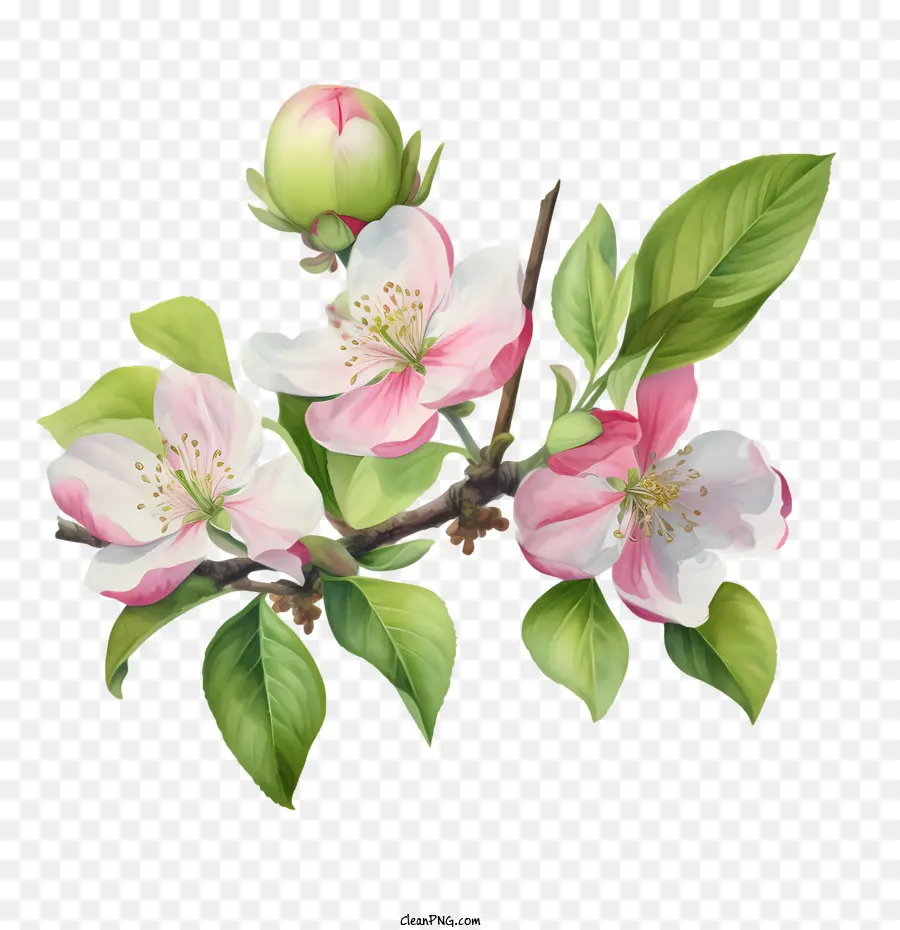 Apple Blossom，Blooming PNG