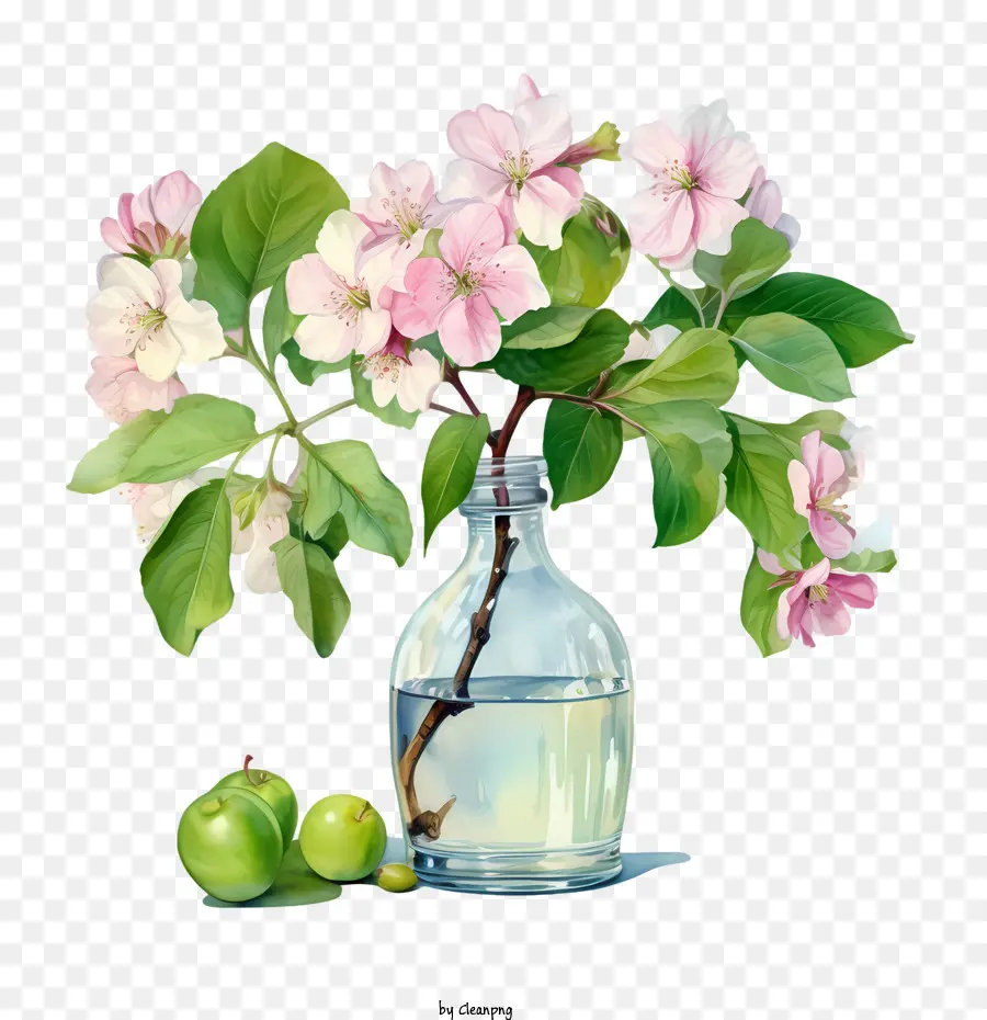 Apple Blossom，Ramo PNG