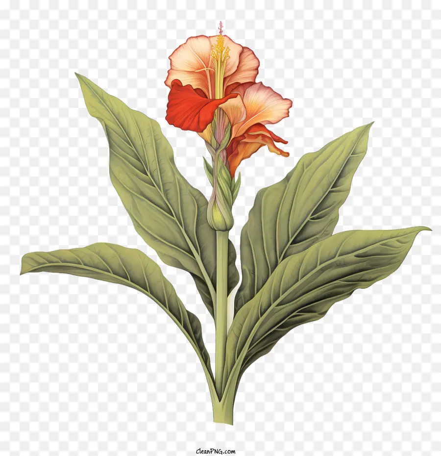 Canna Indica，Flor De Naranja PNG