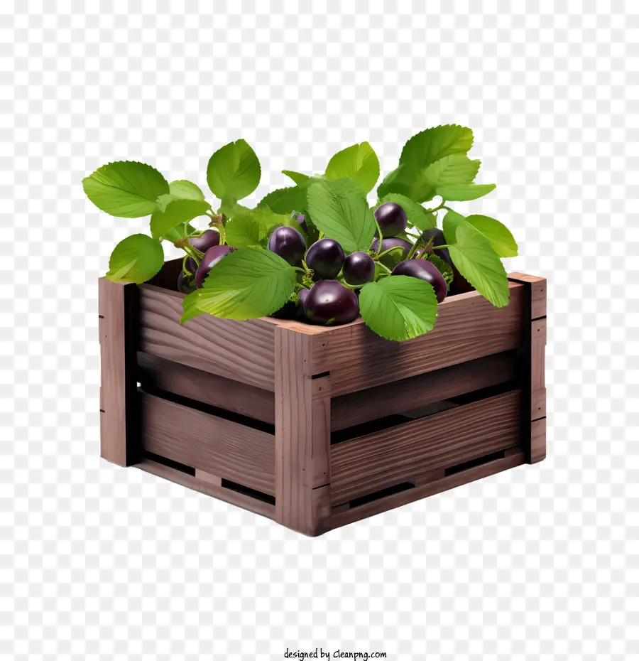 Ciruela，Caja De Plantas PNG