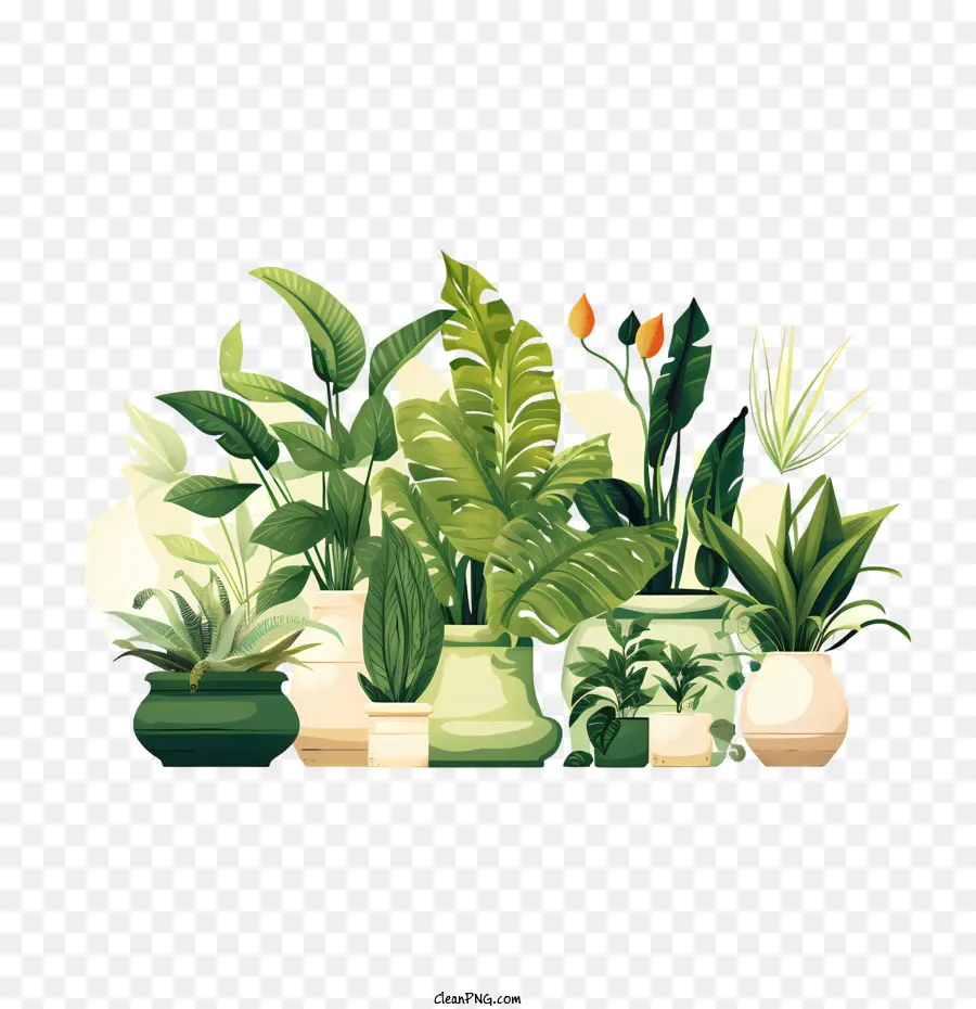 Día De Apreciación De La Planta De Interior，Las Plantas En Maceta PNG