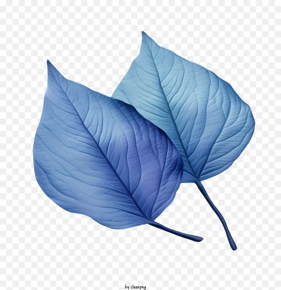 Hojas Azules，Hoja Azul PNG