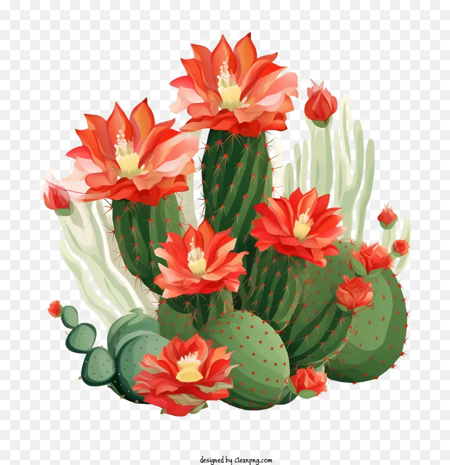 Cactus，Flores PNG