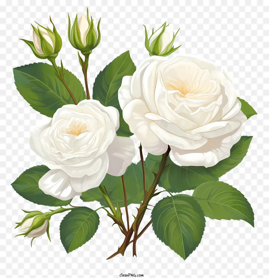 Flor Rosa Blanca，Rosas Blancas PNG