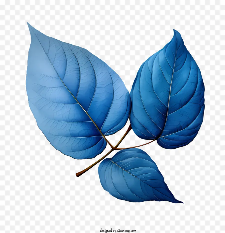 Las Hojas Azules，Hoja PNG