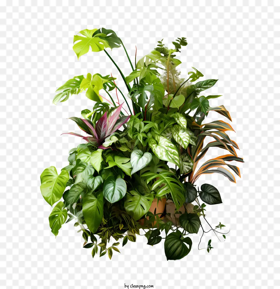 Día De Apreciación De La Planta De Interior，Planta PNG