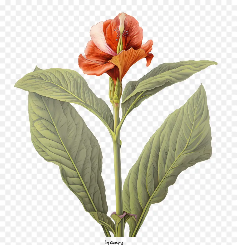 La Barra Indica，Flor PNG