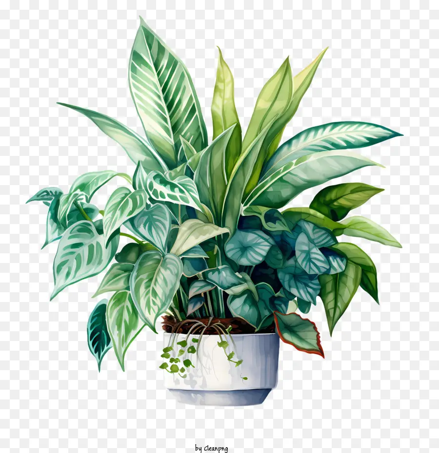 Día De Agradecimiento A Las Plantas De Interior，Planta En Maceta PNG