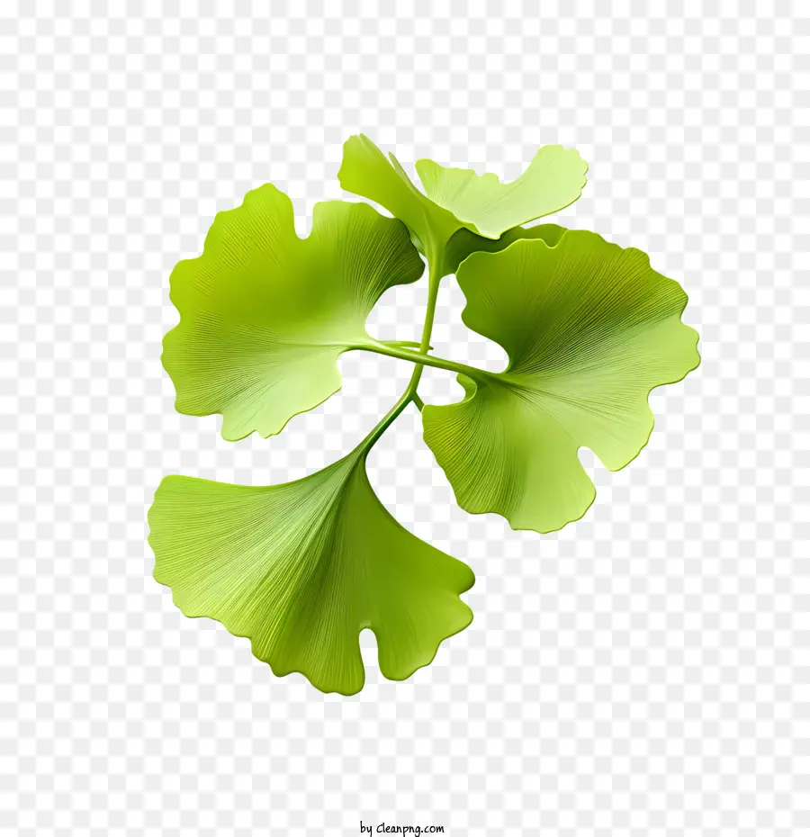 Ginkgo Biloba Hojas，Ginkgo Biloba PNG