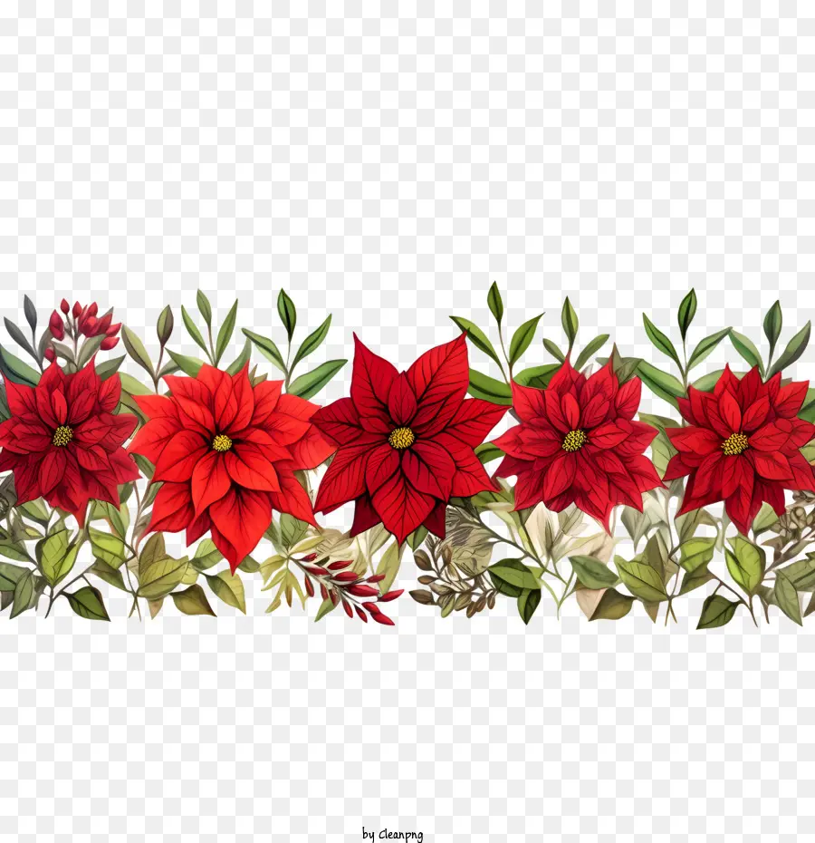 Borde De Flores De Poinsettia，La Flor De Pascua PNG