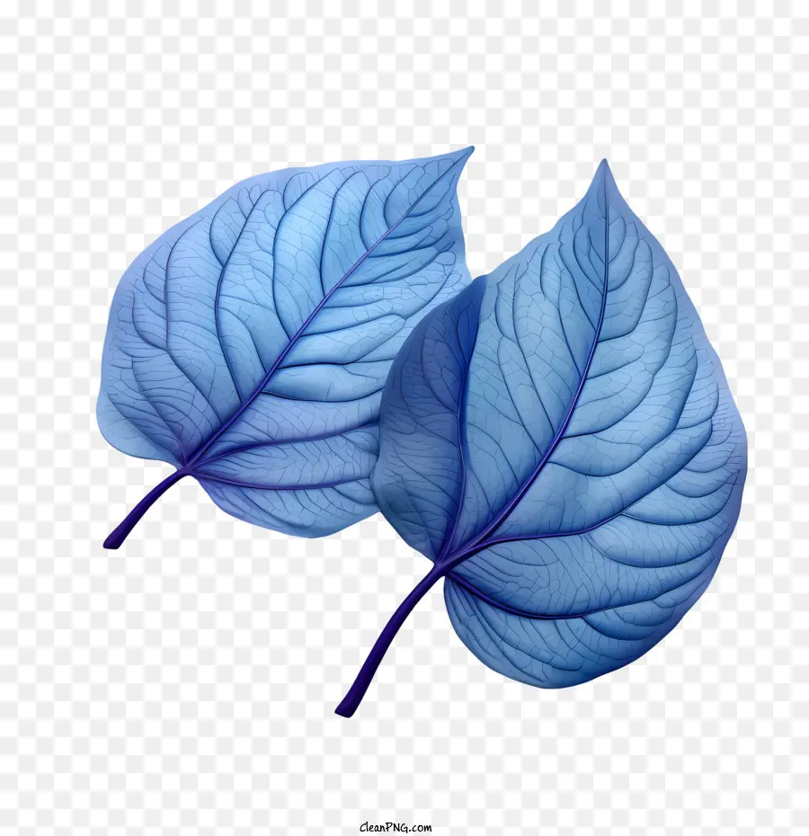 Hojas Azules，Naturaleza PNG