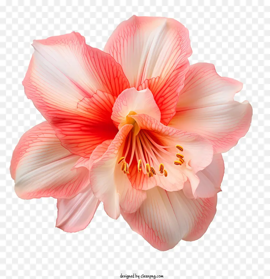 Flor De Amaryllis，Flor Rosa PNG