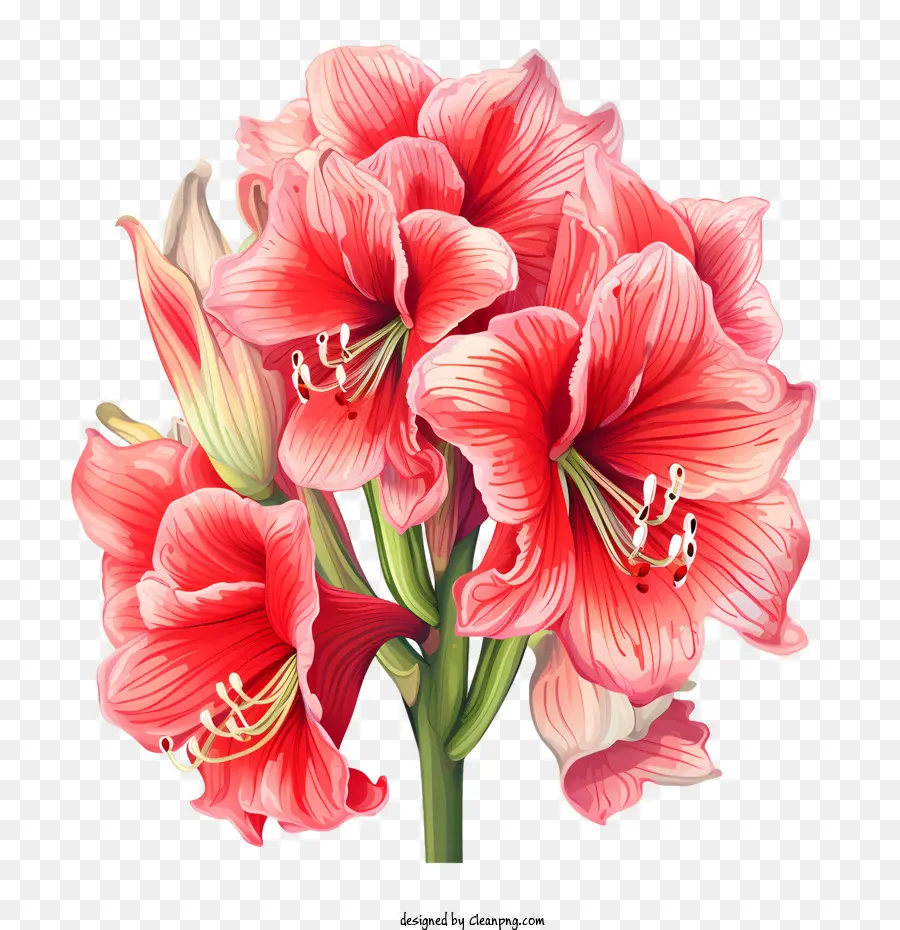 Flor De Amaryllis，Amarilis Rojo PNG