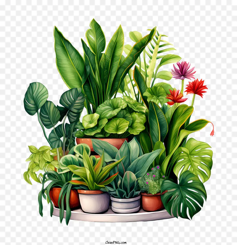 Día De Agradecimiento A Las Plantas De Interior，Plantas Coloridas PNG