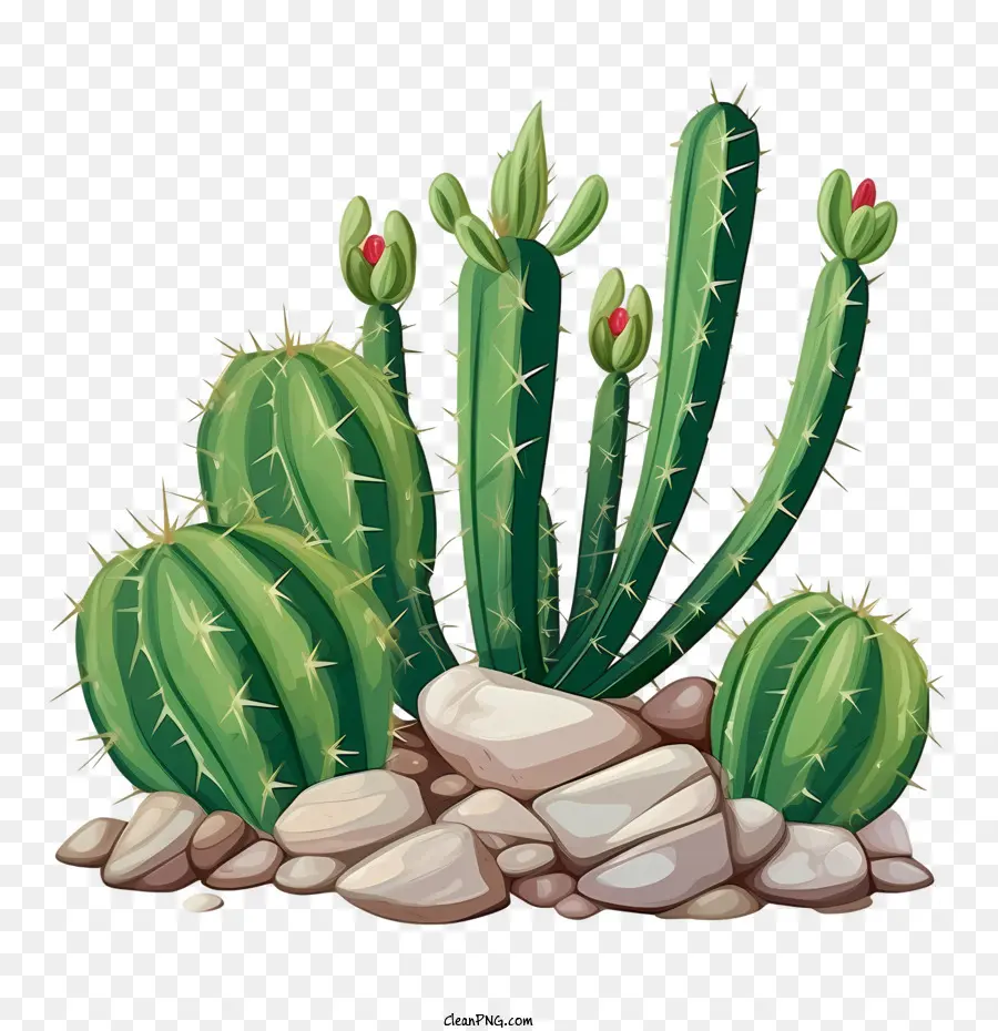 Cactus，Verde PNG