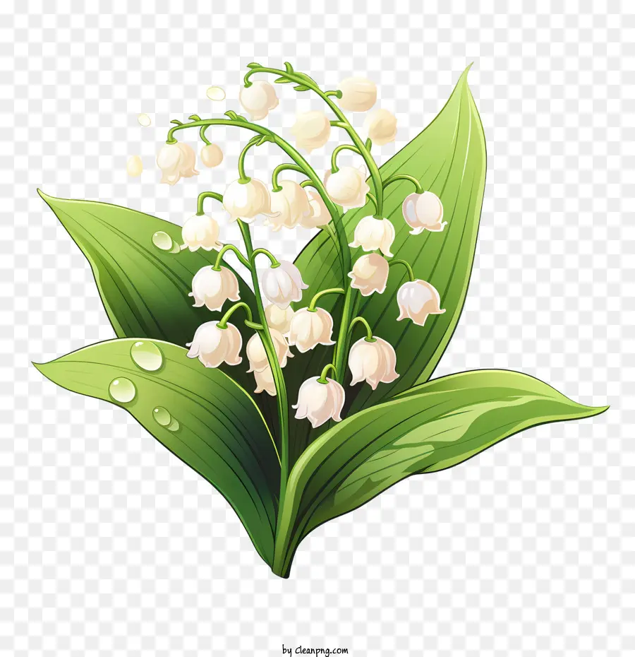 Lirio De Los Valles，Flores Blancas PNG