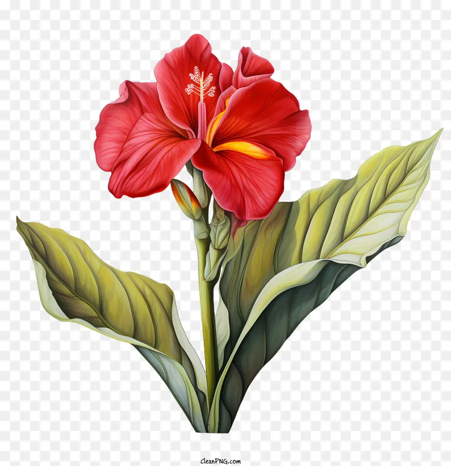 Canna Indica，Flor Roja PNG