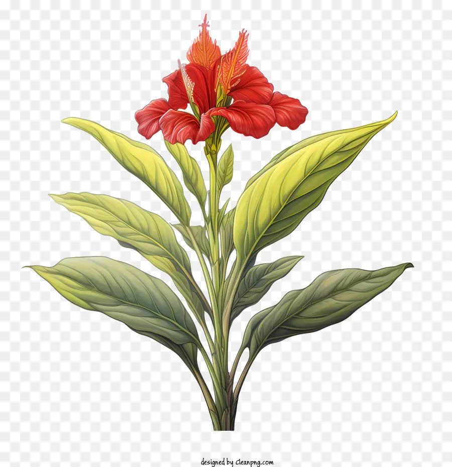 Canna Indica，Flor Roja PNG