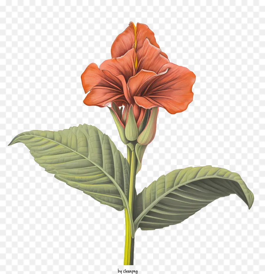 La Barra Indica，Naranja PNG