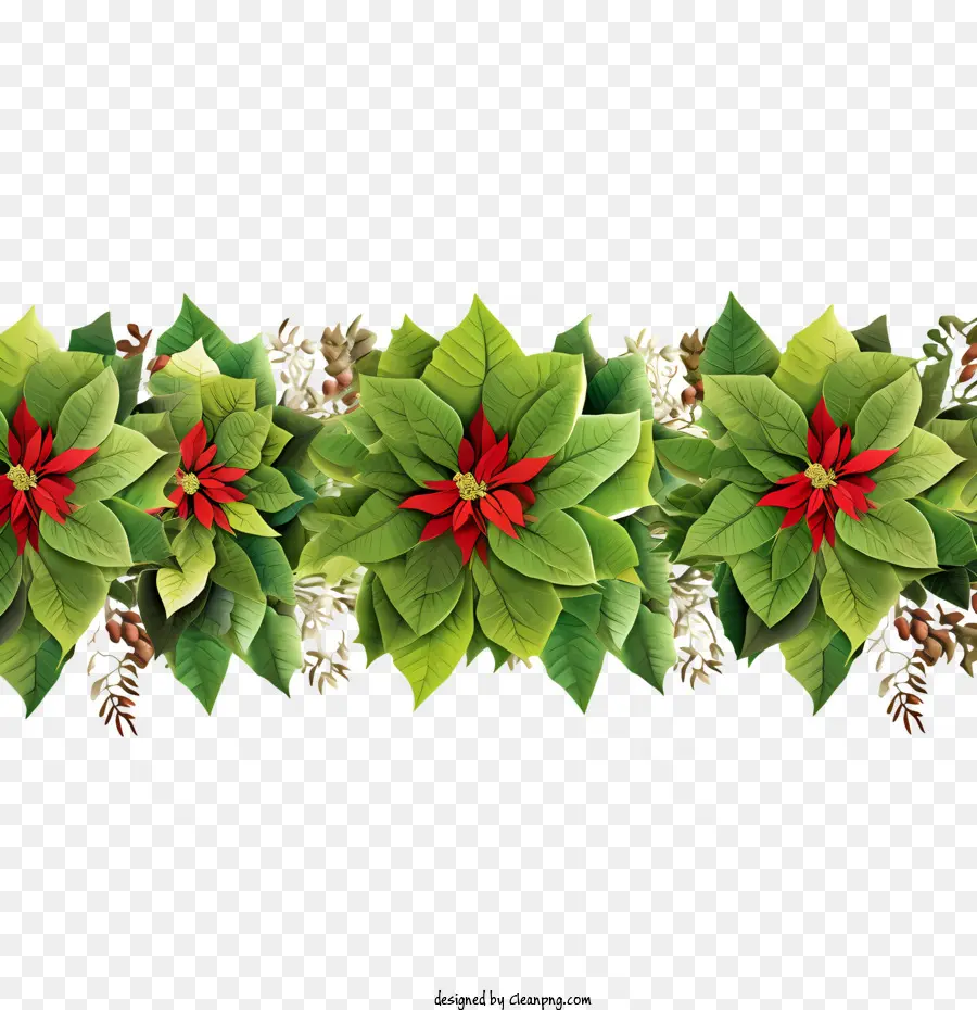 Borde De Flores De Poinsettia，La Flor De Pascua PNG