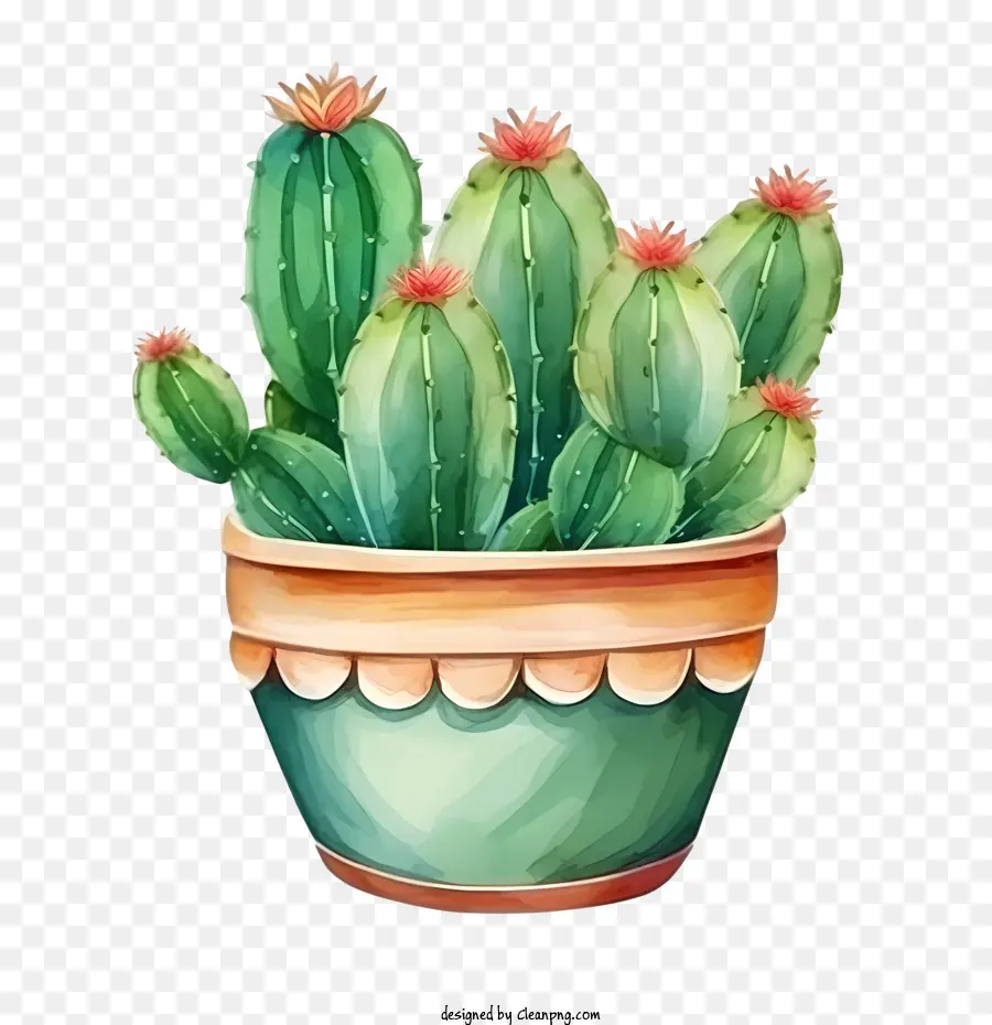 Cactus，Cactus En Maceta PNG